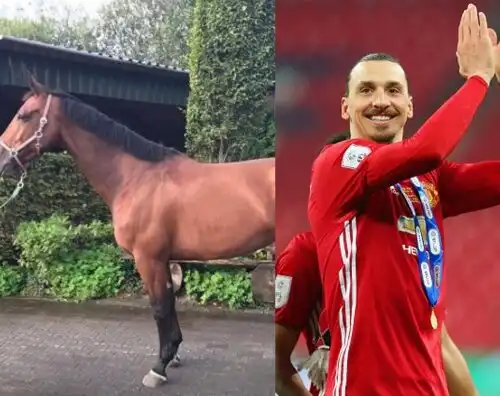 Zlatan Ibrahimovic ora si dà all’ippica