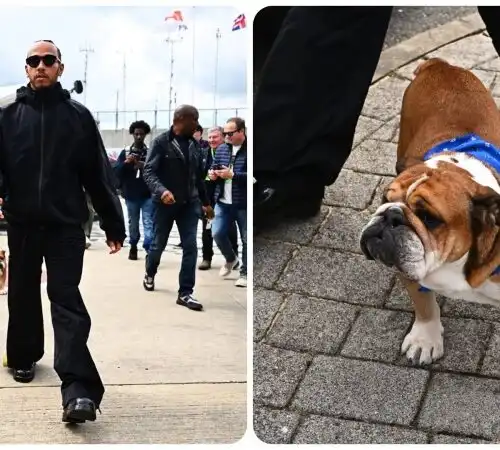 F1, Roscoe è tornato: il cane di Hamilton è la star. Le foto