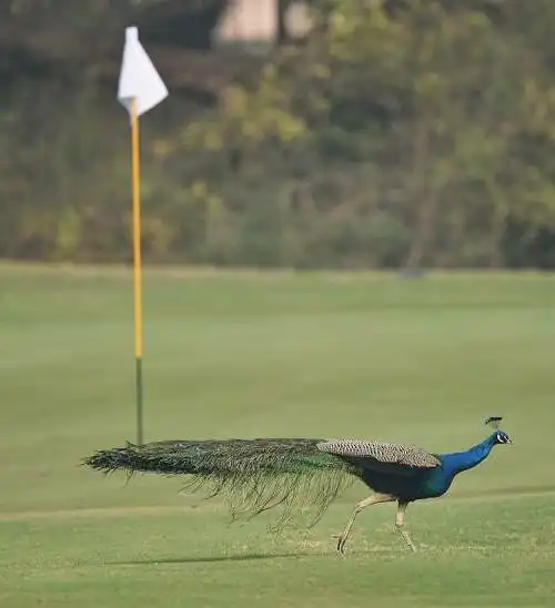 Zurich Classic a Rahm e Palmer