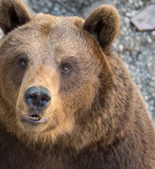 Tokyo 2020: un orso bruno semina il panico