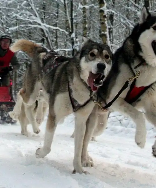 Schegge nella neve: le spettacolari foto delle corse con i cani da slitta