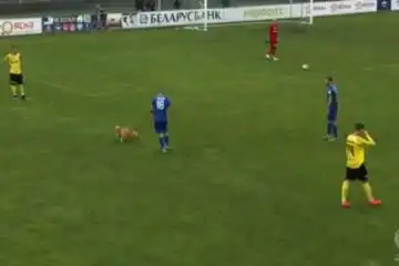 Lo 0-0 annoia il cane, che entra in campo: partita sospesa per alcuni minuti