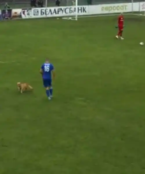 Lo 0-0 annoia il cane, che entra in campo: partita sospesa per alcuni minuti