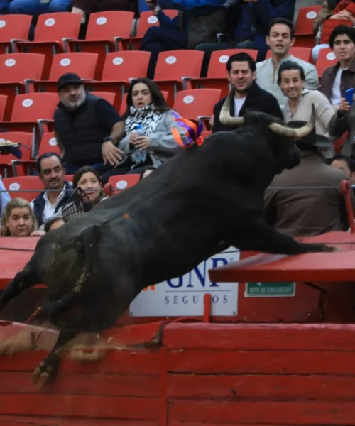 Panico in Messico: toro fuori controllo rompe la barriera di sicurezza. Foto