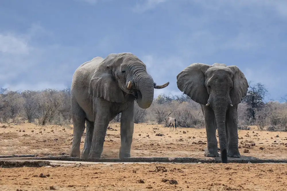 Grandi, veloci, pesanti, agili, intelligenti: 10 animali da record del mondo, foto